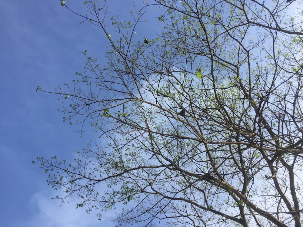 os galhos de uma árvore contra um céu azul