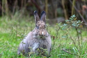 A fluffy rabbit with long ears is sitting in a grassy area surrounded by small plants and bushes. Its fur is a mix of gray and brown, blending well with the natural surroundings. The background is a soft blur of green and brown, indicating a natural habitat in a wooded area.
