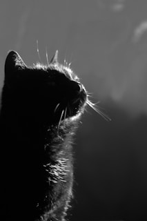 A black cat is captured in profile with a soft play of light highlighting the outlines of its fur and whiskers. The background is blurred and creates a mysterious atmosphere.
