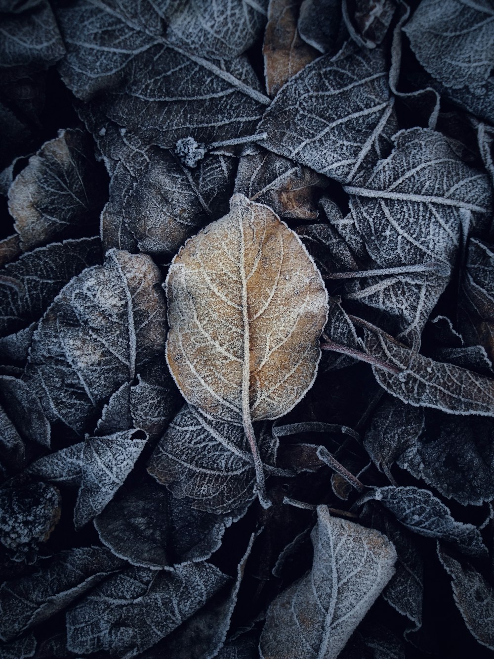 a close up of a leaf on a bed of leaves