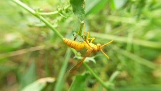 A yellow insect with transparent wings is hanging upside down from a green leafy plant, amidst a background of lush greenery.