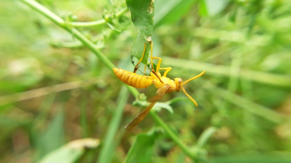 a couple of yellow bugs sitting on top of a green plant