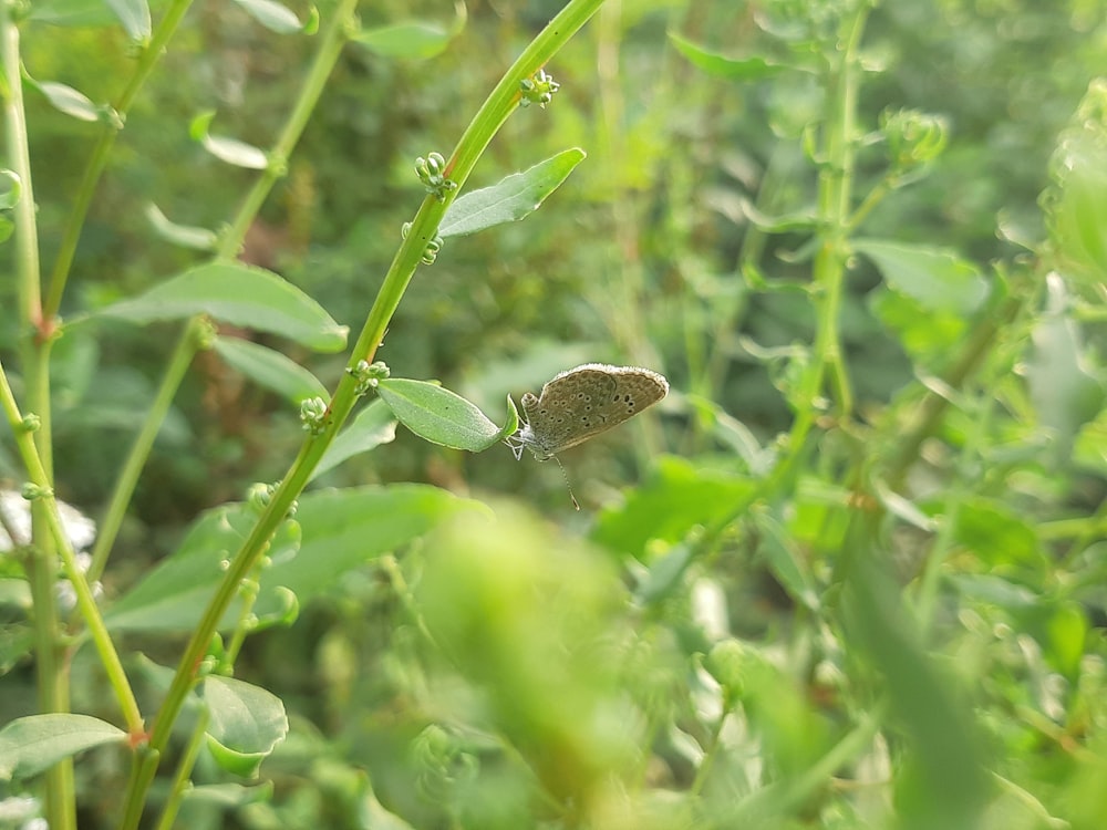 a small brown butterfly sitting on top of a green plant