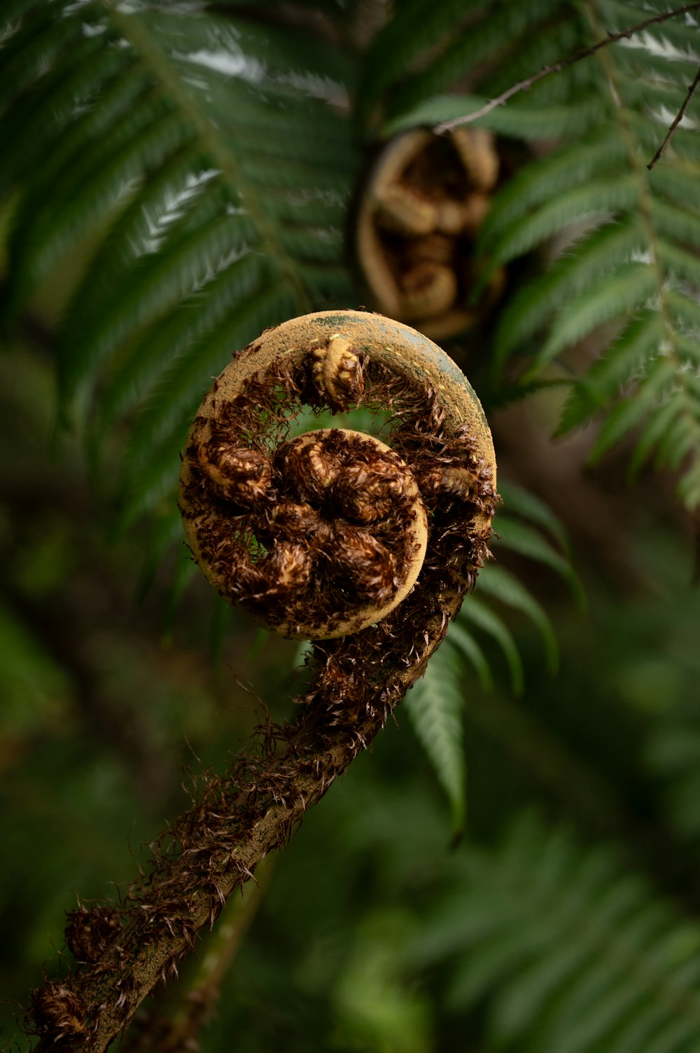 un gros plan d’une branche d’arbre avec des feuilles