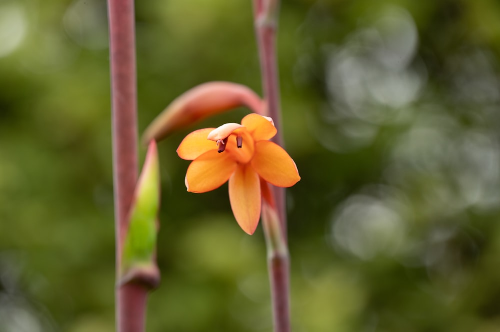 an orange flower with a green stem in the background