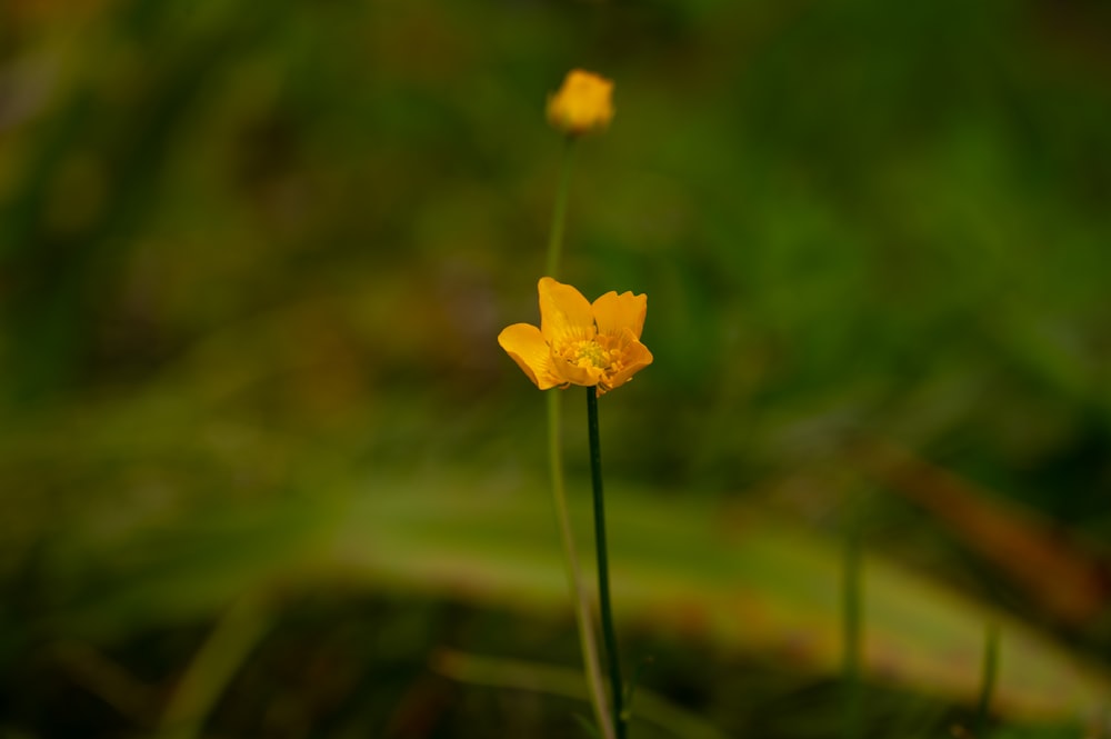 un couple de fleurs jaunes assis au sommet d’un champ vert luxuriant