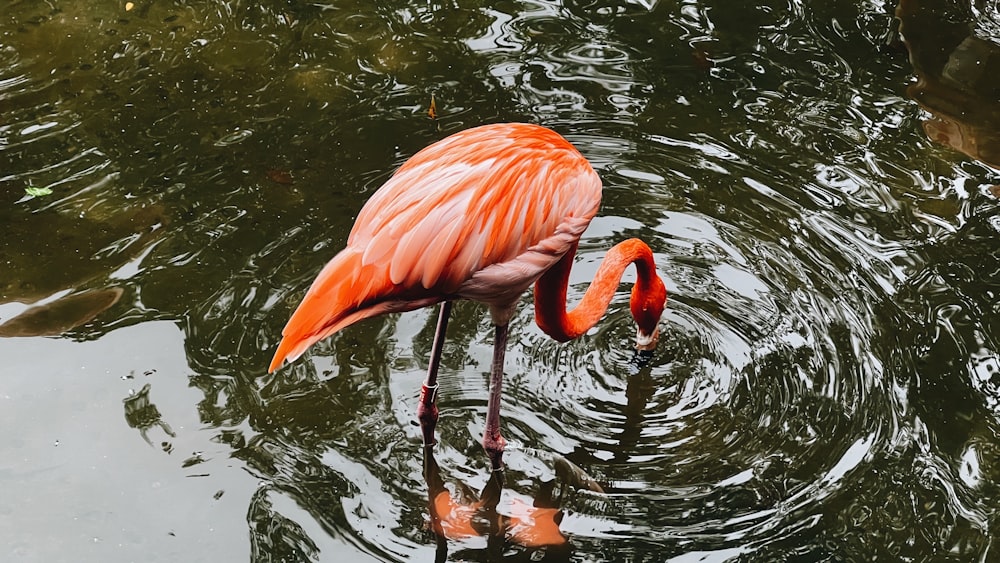 a flamingo standing in the water with its head in the water
