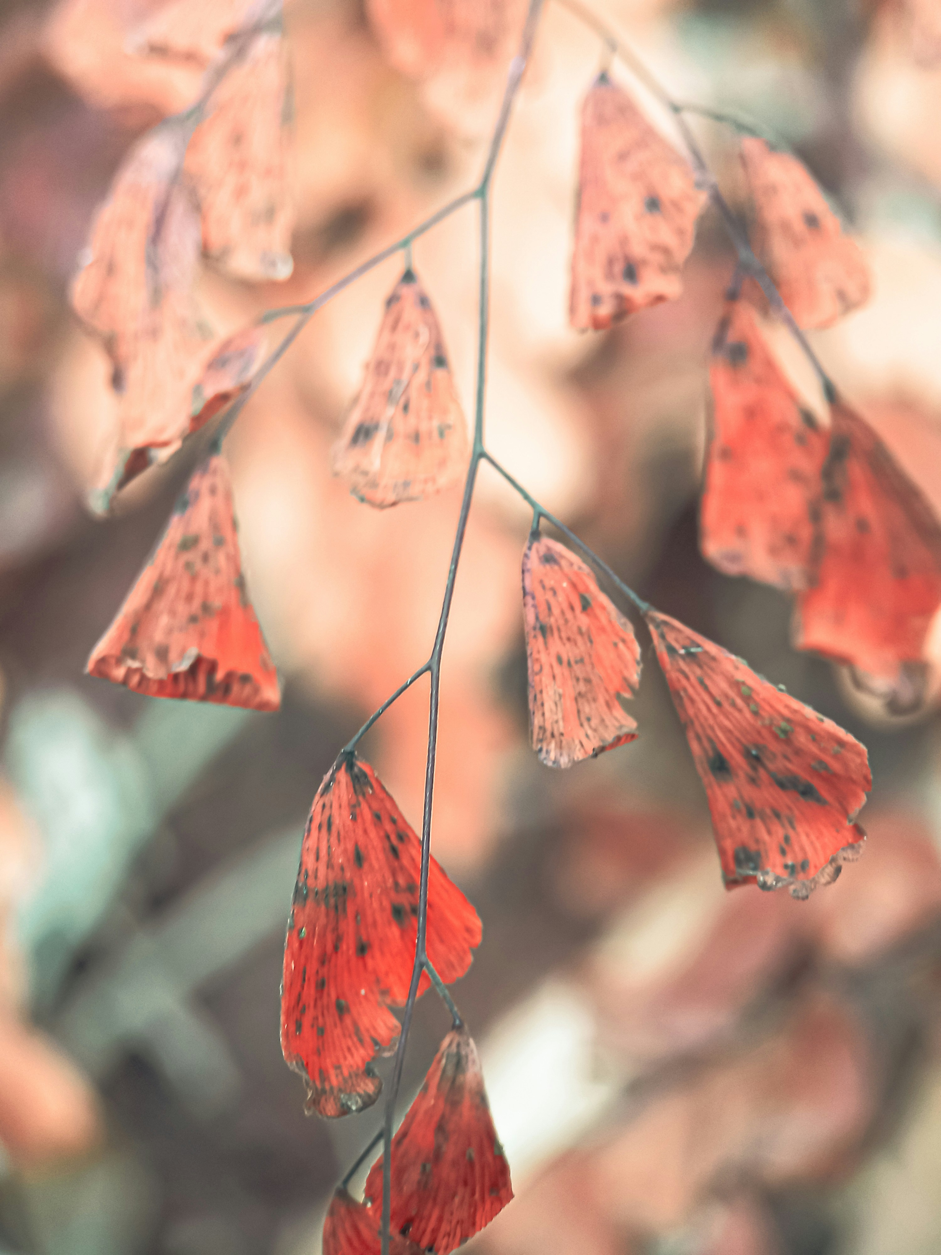a close up of a plant with red leaves