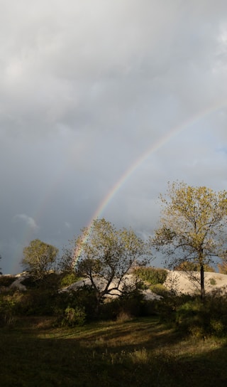 A serene rainbow arching over a peaceful meadow with paw prints fading into the horizon.