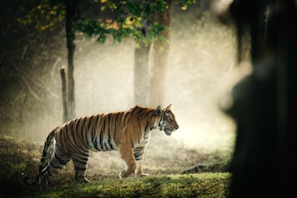 a tiger walking through a forest on a foggy day