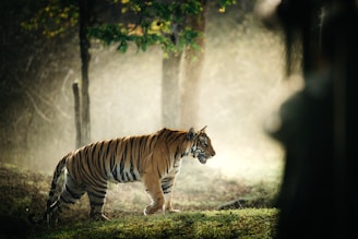 a tiger walking through a forest on a foggy day