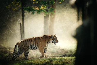 a tiger walking through a forest on a foggy day