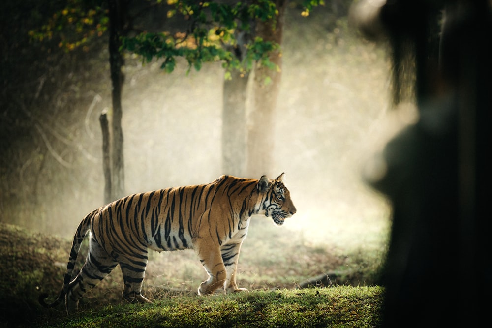 a tiger walking through a forest on a foggy day