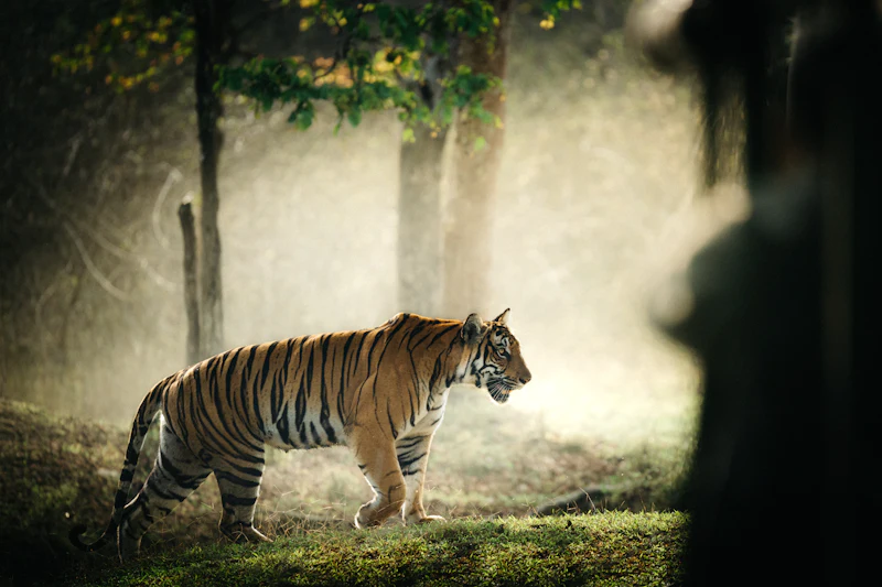 Pench tiger reserve, Madhya Pradesh