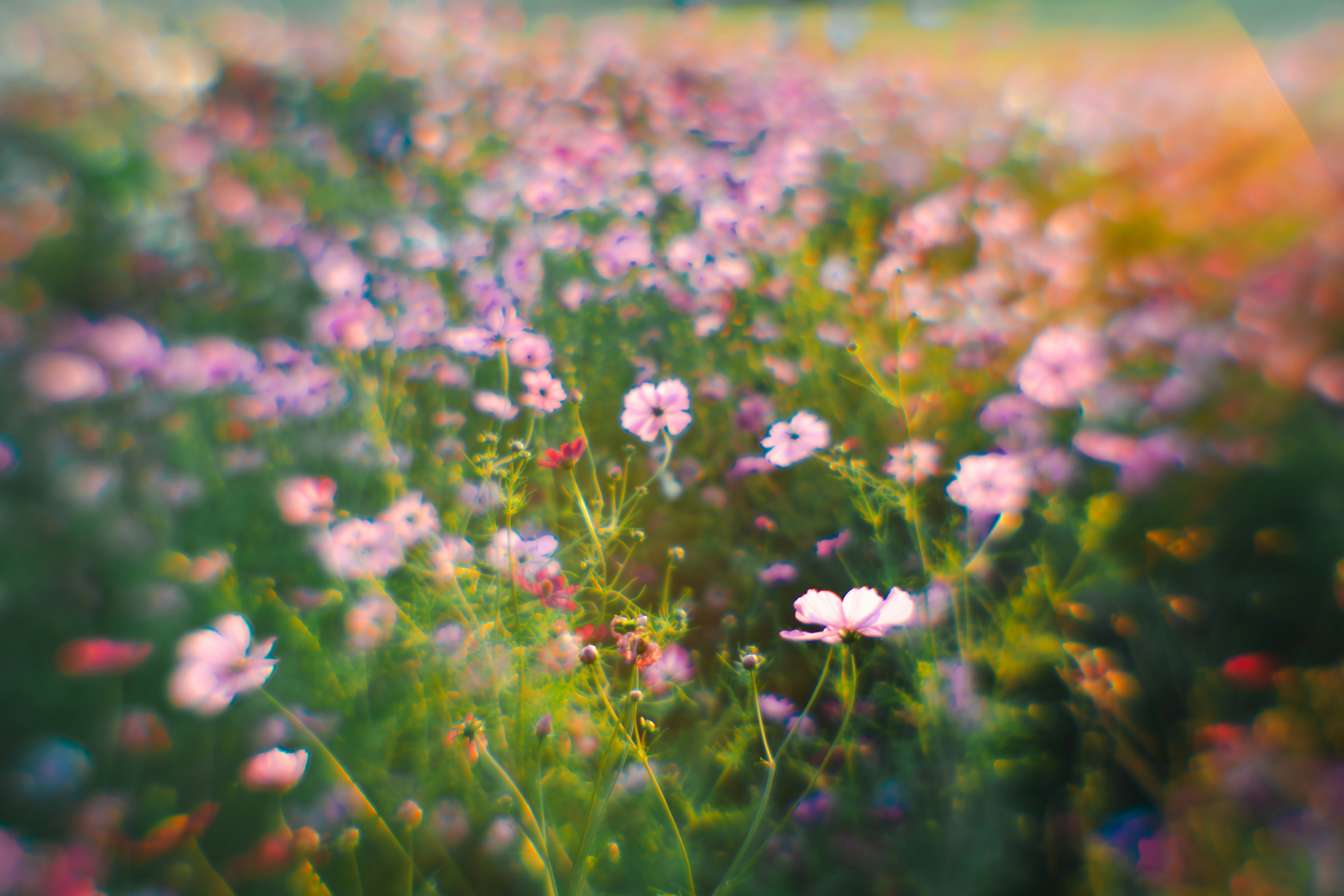 Photo by taro_ohtani