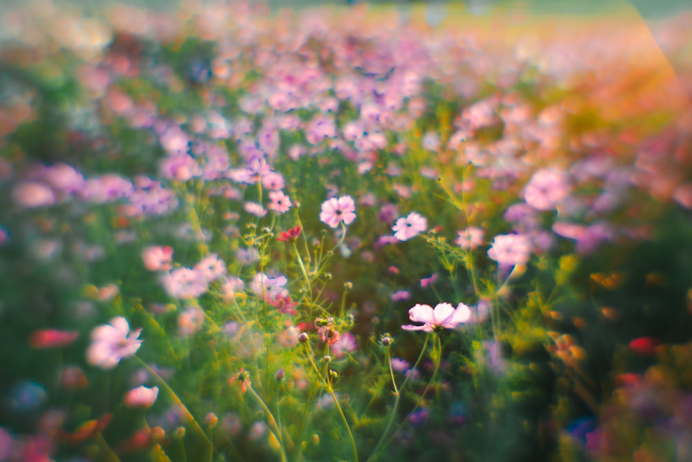 a bunch of flowers that are in the grass