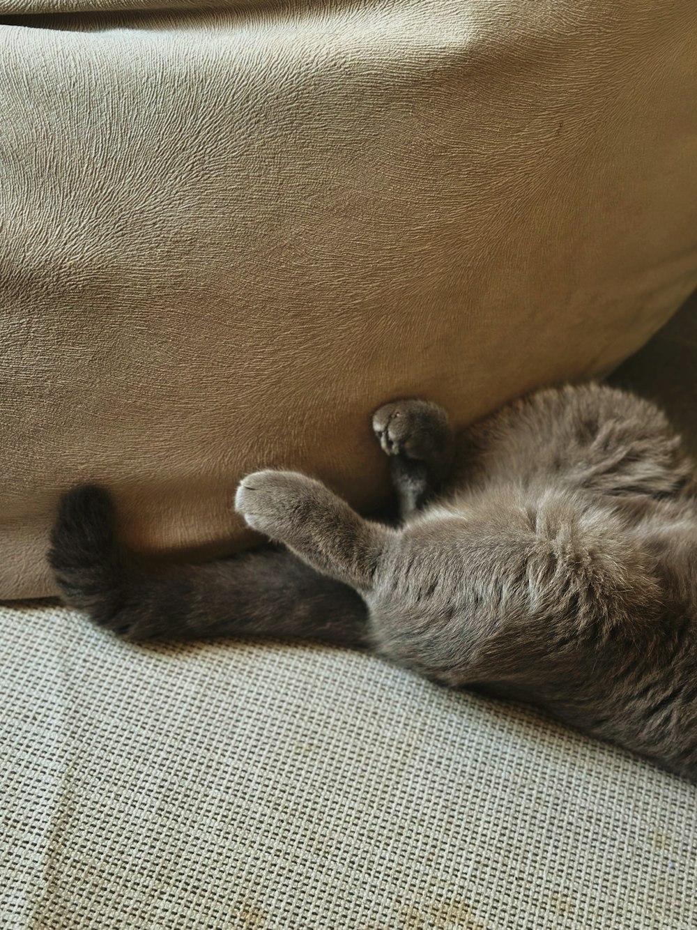 a cat laying on its back on a couch