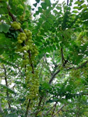Bright amla fruit clusters hanging from vibrant green branches.