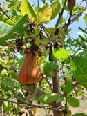 A cashew tree with a prominent ripe cashew apple hanging from its branch. The apple is orange in color, and a green cashew nut is attached to the bottom. Surrounding the fruit are green leaves with visible veins, and the bright blue sky serves as the background.