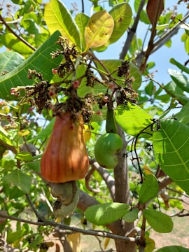 Farmers harvesting cashew nuts in Serra do Mel under a bright sky.
