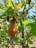 A cashew tree with a prominent ripe cashew apple hanging from its branch. The apple is orange in color, and a green cashew nut is attached to the bottom. Surrounding the fruit are green leaves with visible veins, and the bright blue sky serves as the background.