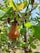 A cashew tree with a prominent ripe cashew apple hanging from its branch. The apple is orange in color, and a green cashew nut is attached to the bottom. Surrounding the fruit are green leaves with visible veins, and the bright blue sky serves as the background.