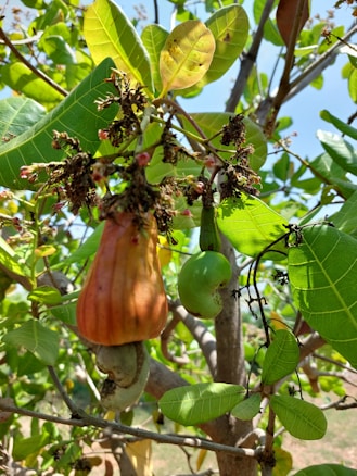 A cashew tree with a prominent ripe cashew apple hanging from its branch. The apple is orange in color, and a green cashew nut is attached to the bottom. Surrounding the fruit are green leaves with visible veins, and the bright blue sky serves as the background.