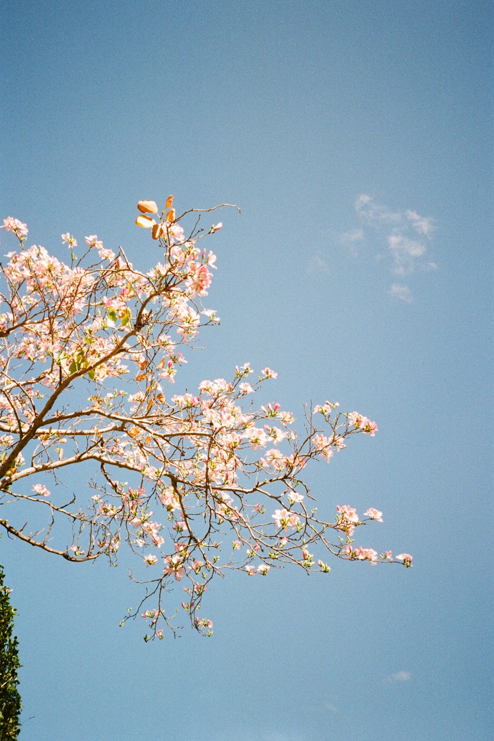 a tree with white flowers and a blue sky in the background