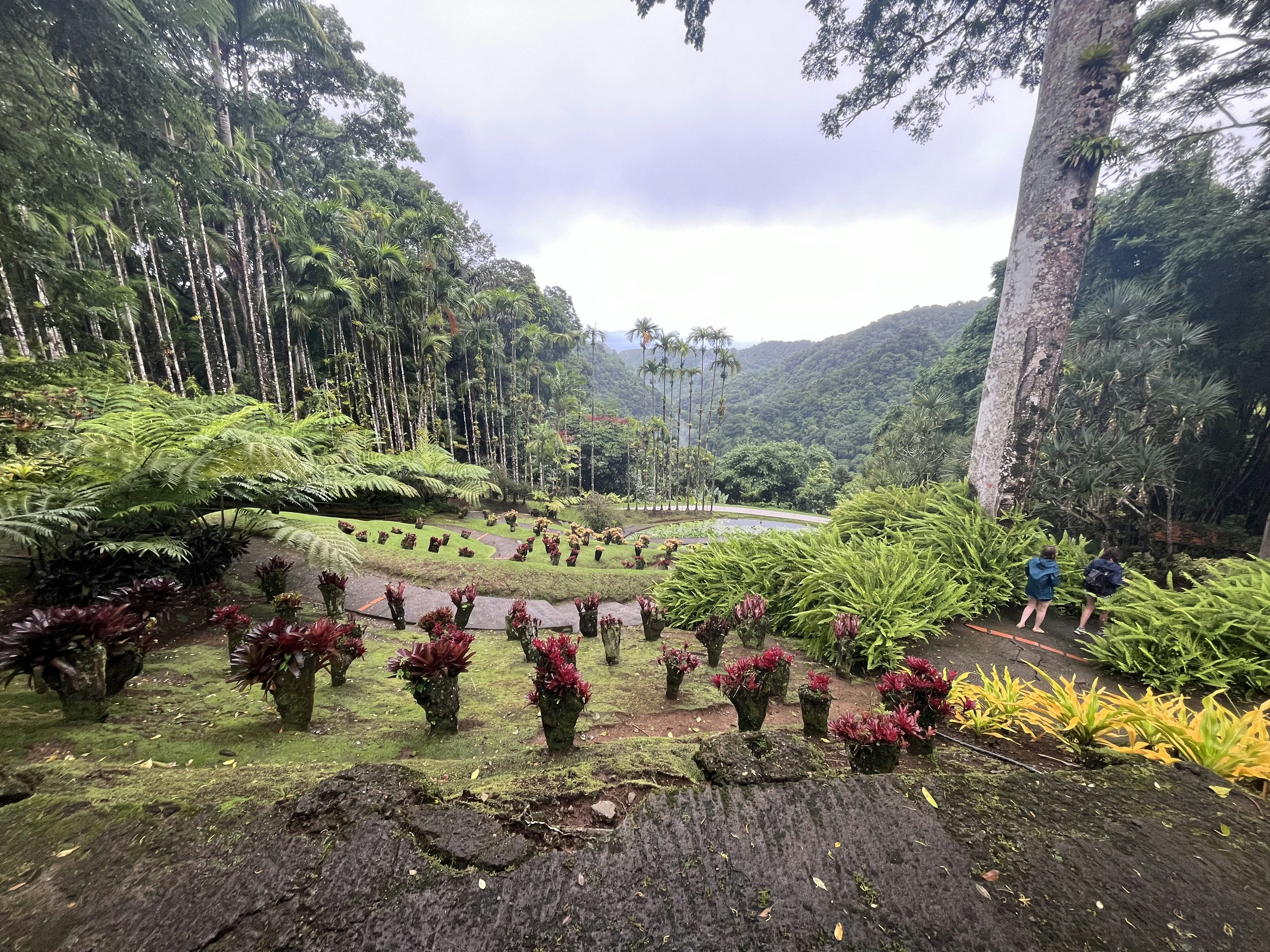 a lush green forest filled with lots of trees
