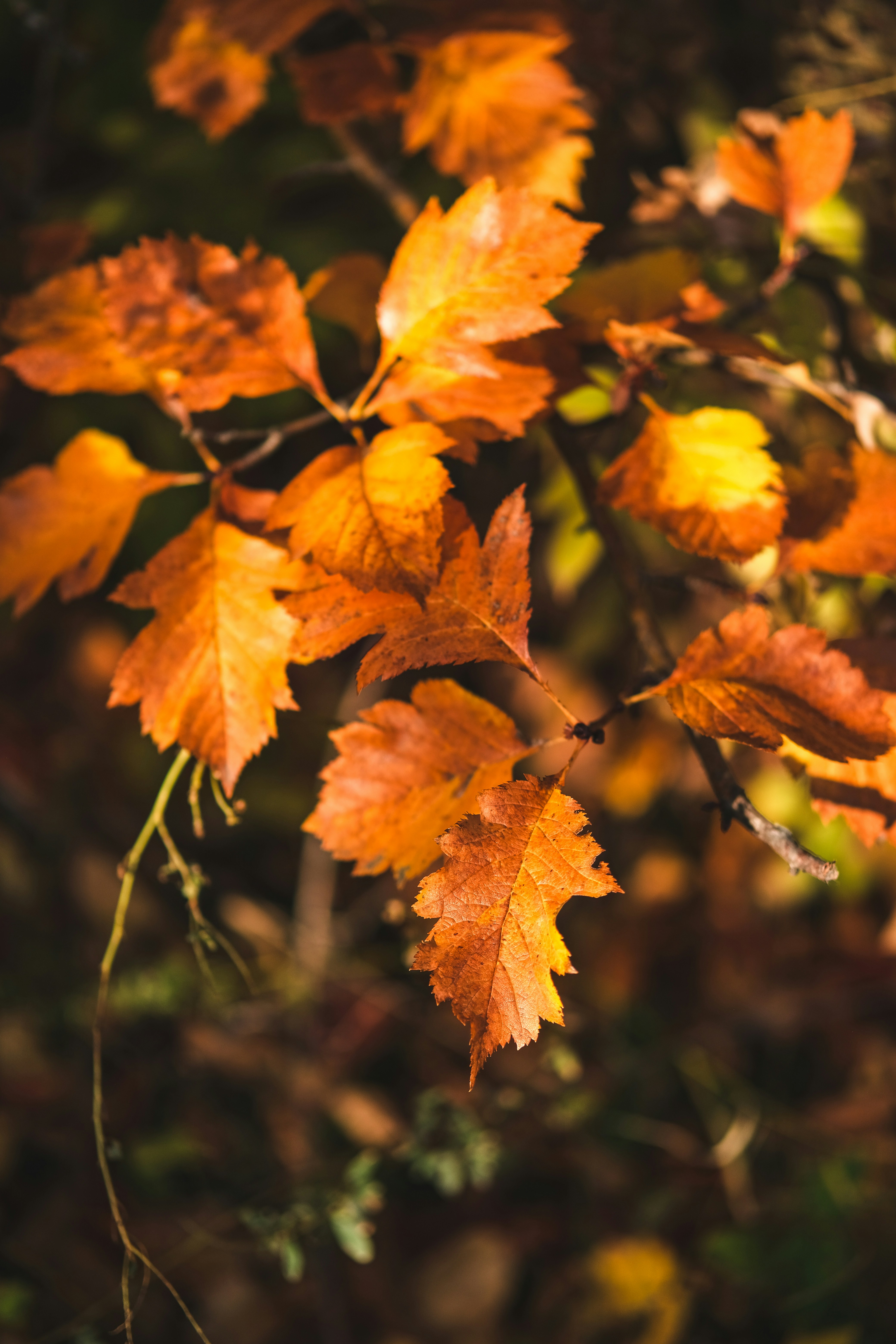 Photo by rolig_basseng