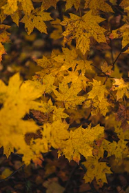Golden yellow maple leaves gently falling onto a peaceful forest floor.