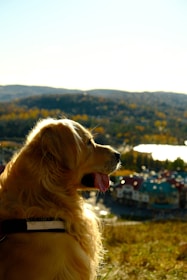 A golden retriever faces a scenic view with rolling hills and a lake in the background. The dog’s tongue is hanging out, suggesting it might be panting or relaxed. Below, there are buildings with colorful roofs, set in a lush landscape during autumn with trees showing vibrant fall colors.
