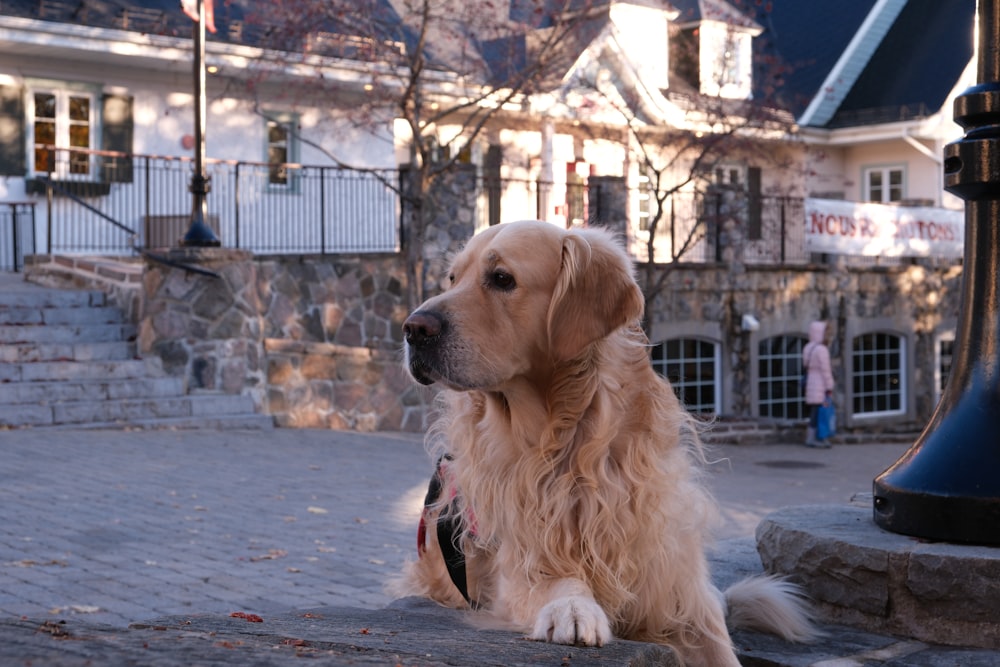 a dog is sitting on the ground in front of a building