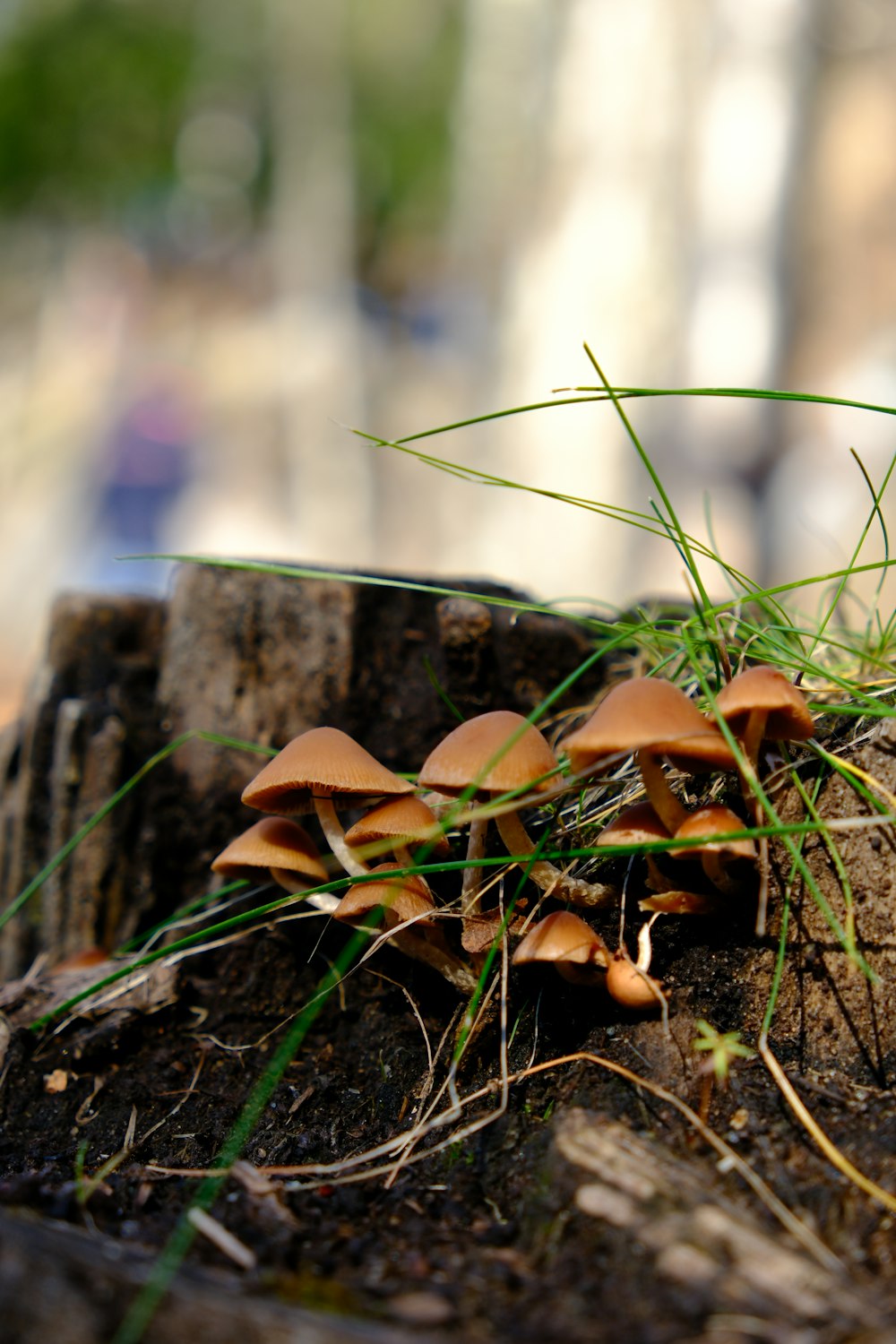 a group of mushrooms sitting on top of a tree stump