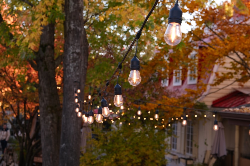 a bunch of lights that are hanging from a tree