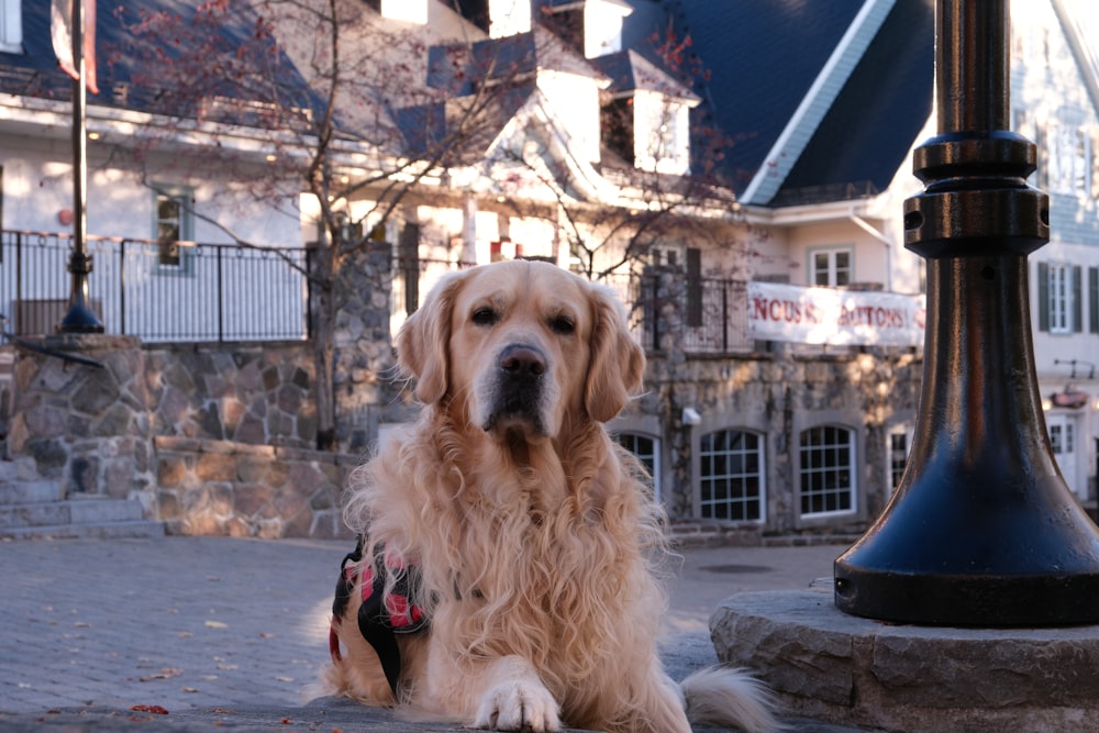 a dog sitting on the ground in front of a building