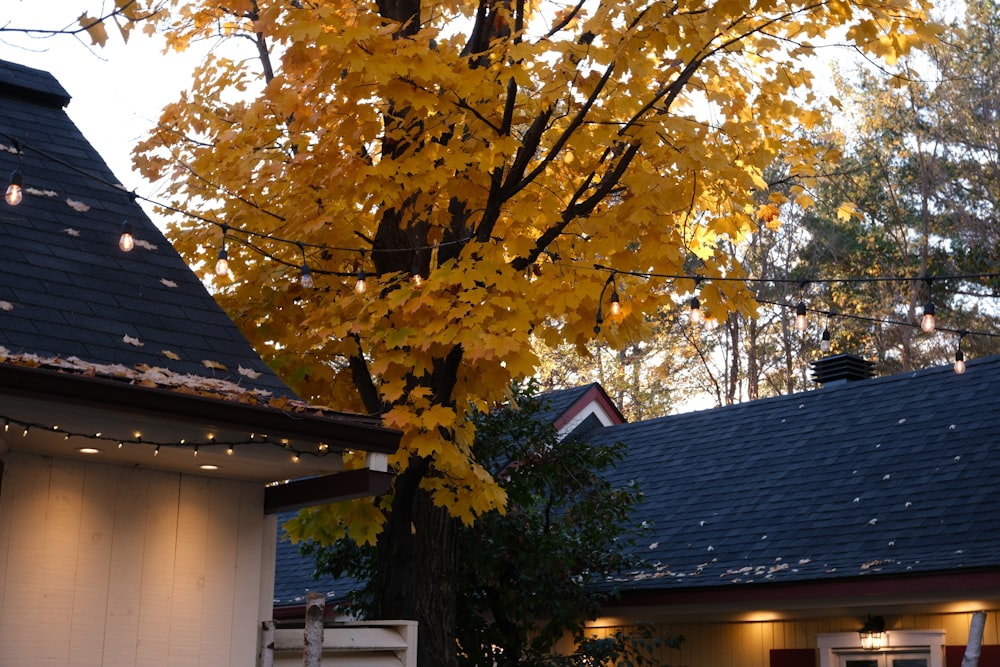 a tree with yellow leaves in front of a house