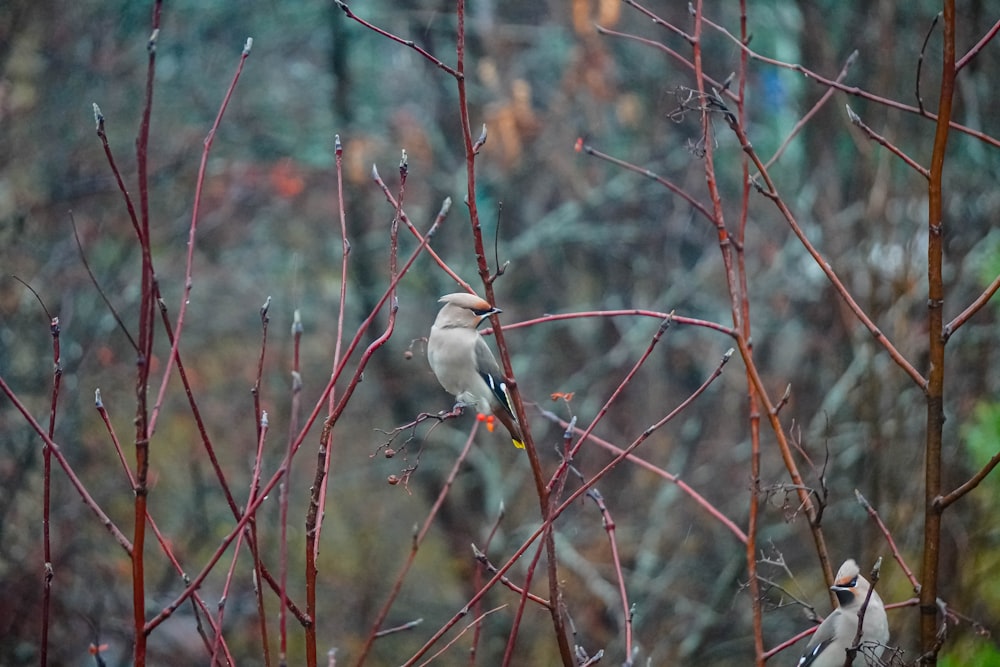 a couple of birds sitting on top of a tree branch