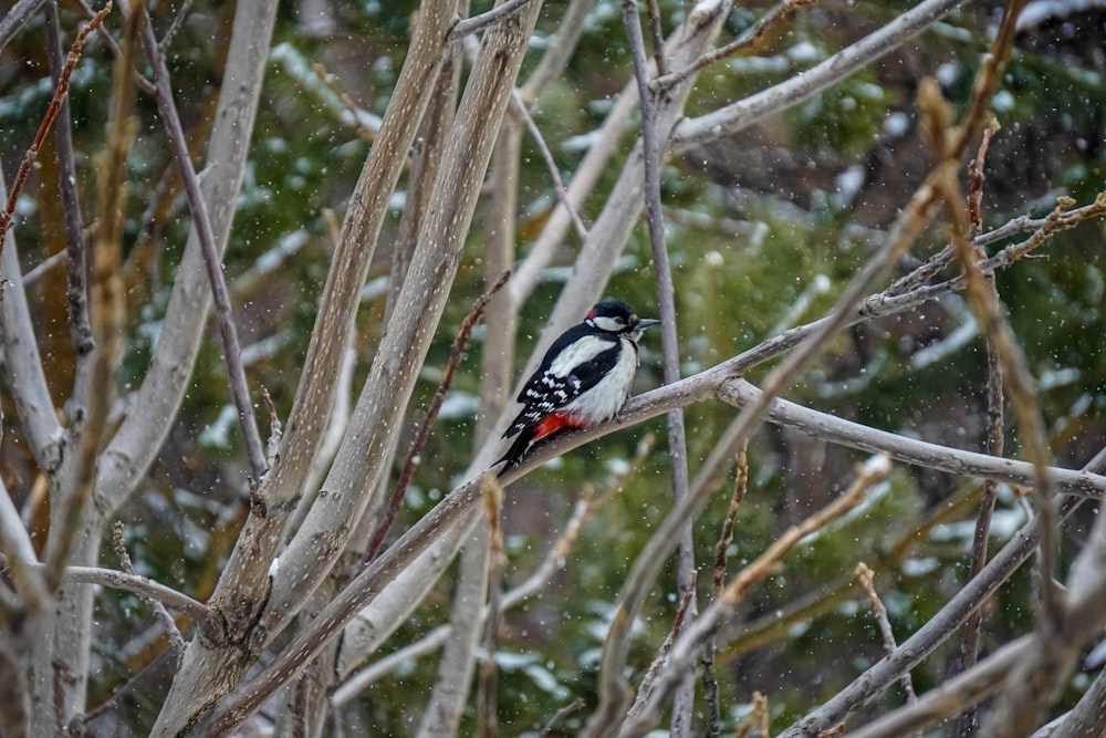 ein Vogel sitzt auf einem Ast im Schnee