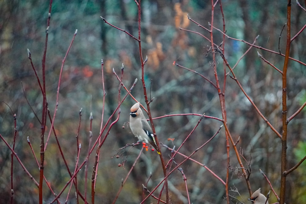 a bird perched on a branch in a forest