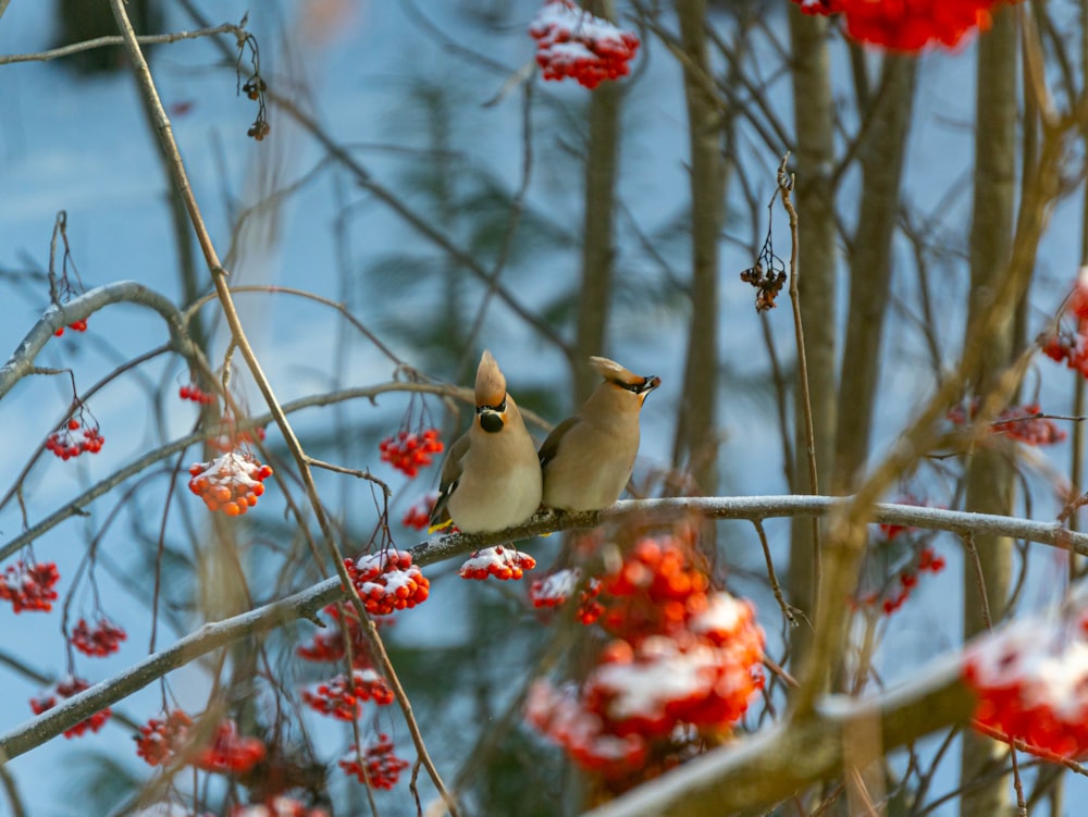 a couple of birds sitting on top of a tree