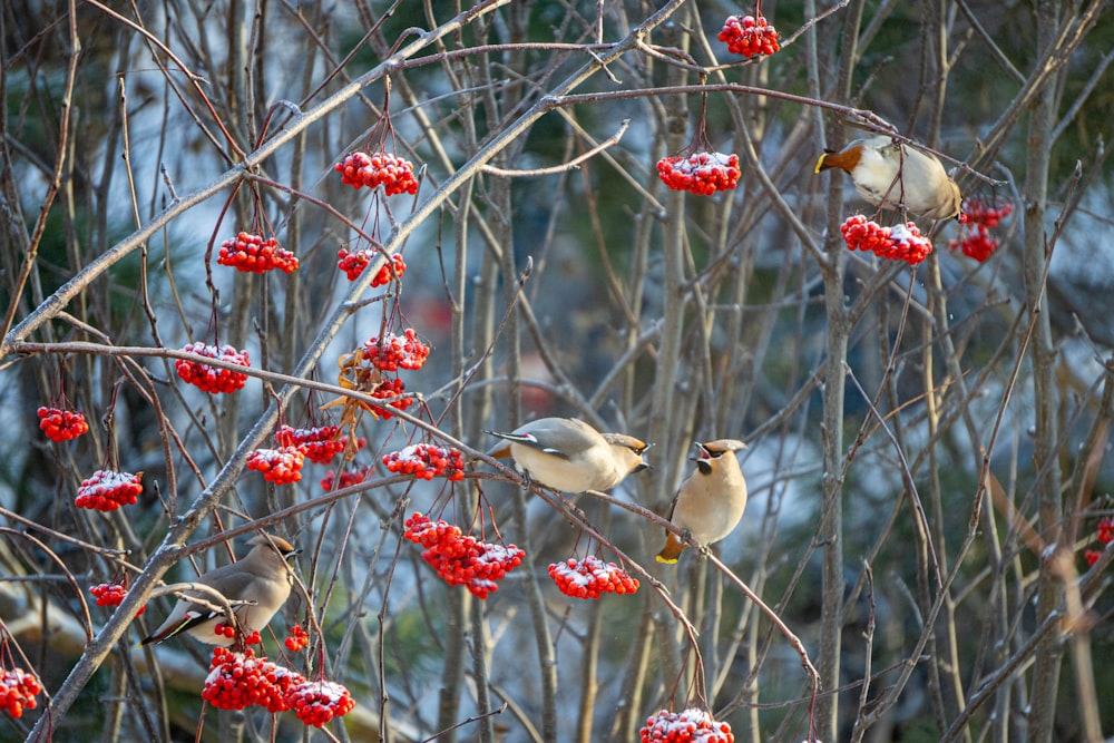 a couple of birds sitting on top of a tree filled with red berries