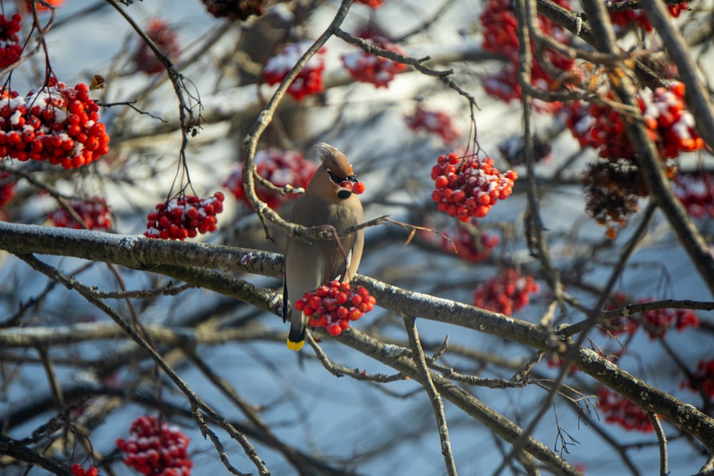 a couple of birds sitting on top of a tree