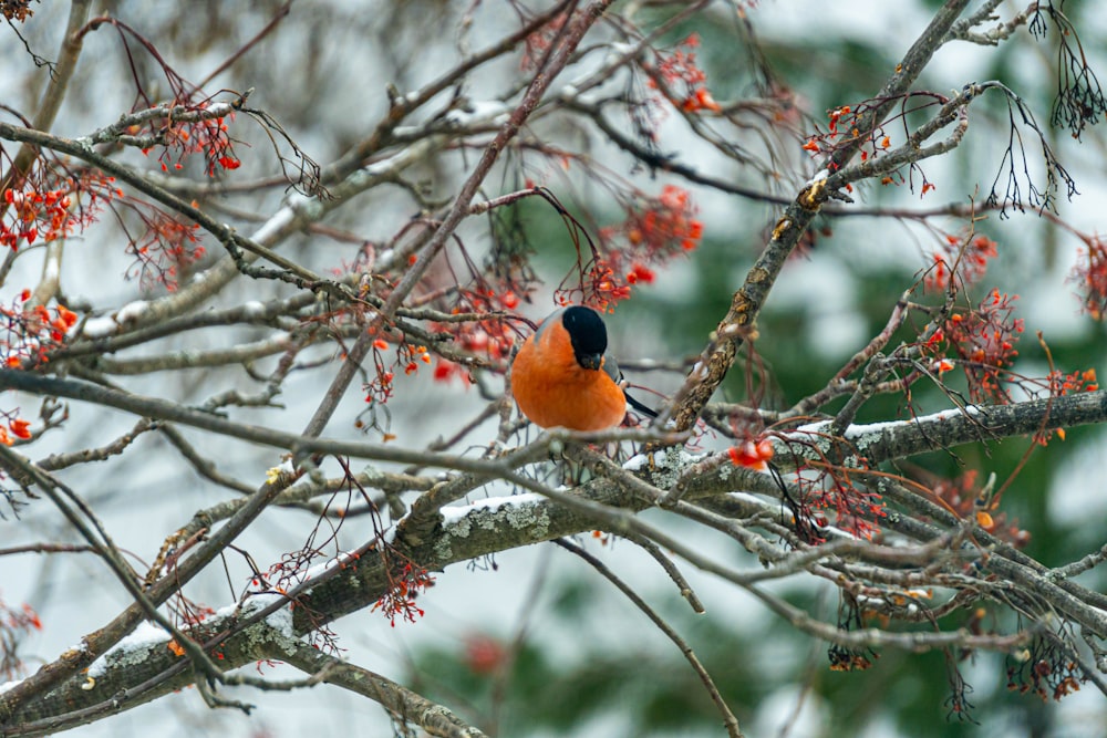 a small bird sitting on a branch of a tree