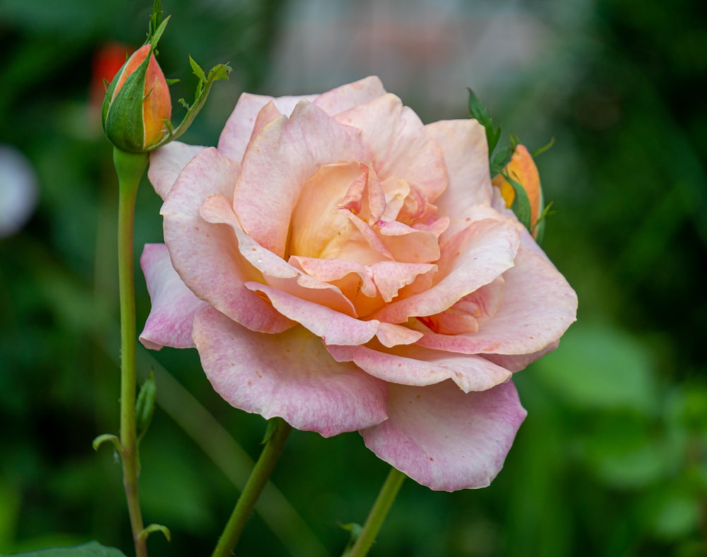 a pink rose is blooming in a garden