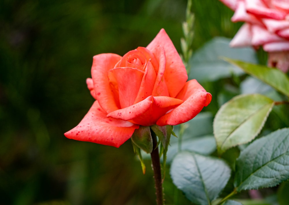 a close up of a red rose with green leaves