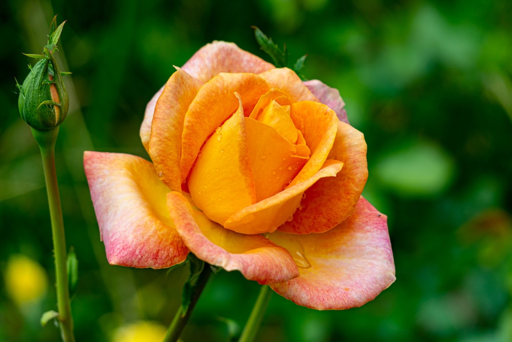 a yellow and pink rose with a green stem