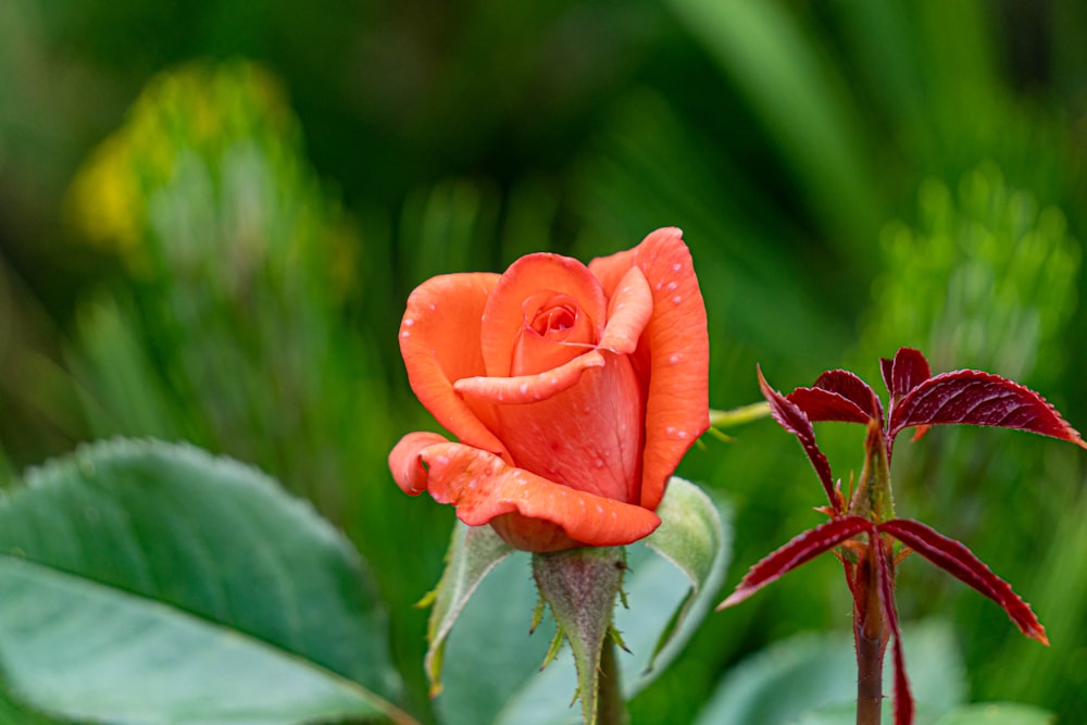 a single orange rose with green leaves in the background