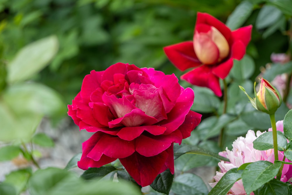 a close up of a flower with many flowers in the background