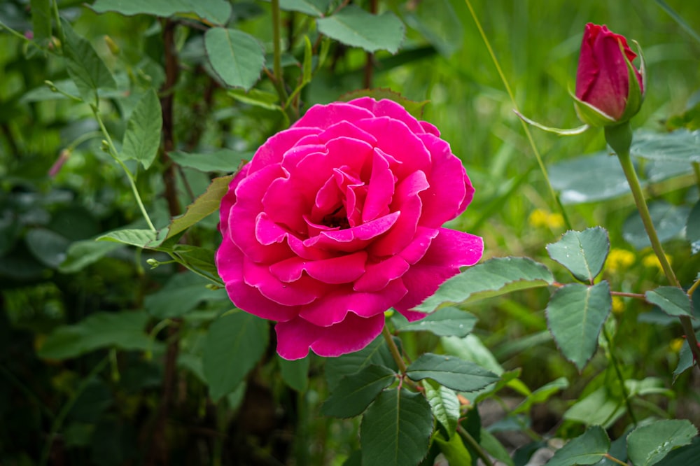 a pink rose is blooming in a garden